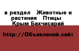  в раздел : Животные и растения » Птицы . Крым,Бахчисарай